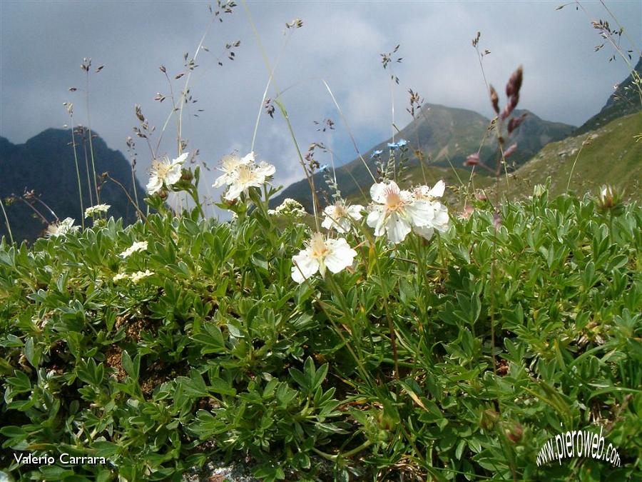 18° Tra Monte Corte e Farno.jpg